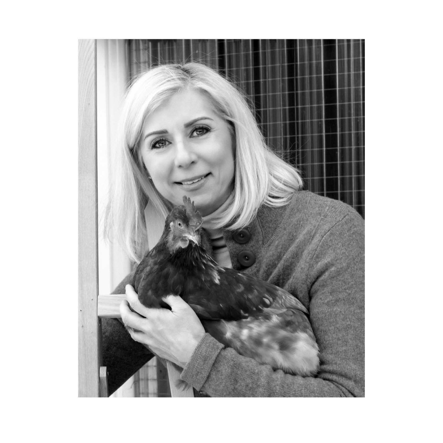 Des poules dans ma cour