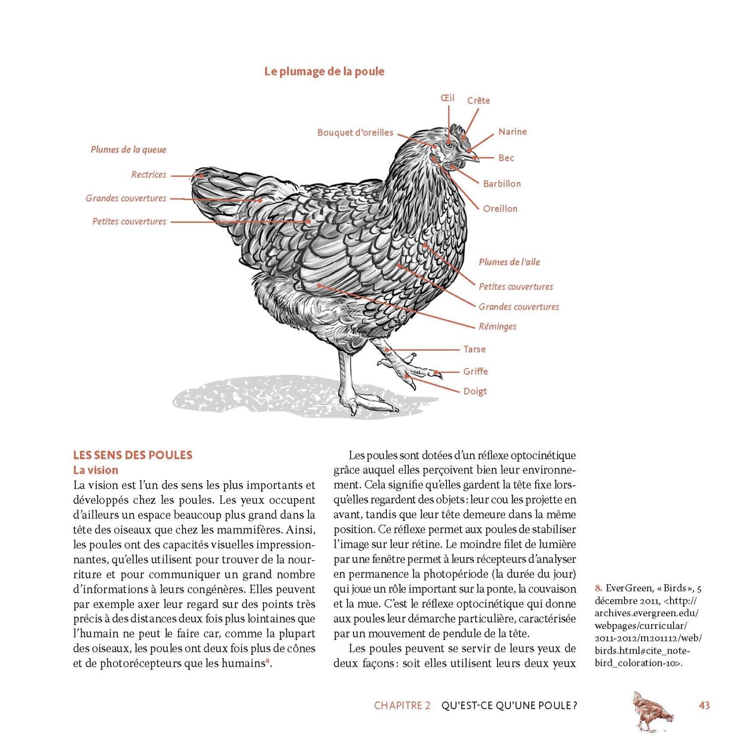 Des poules dans ma cour