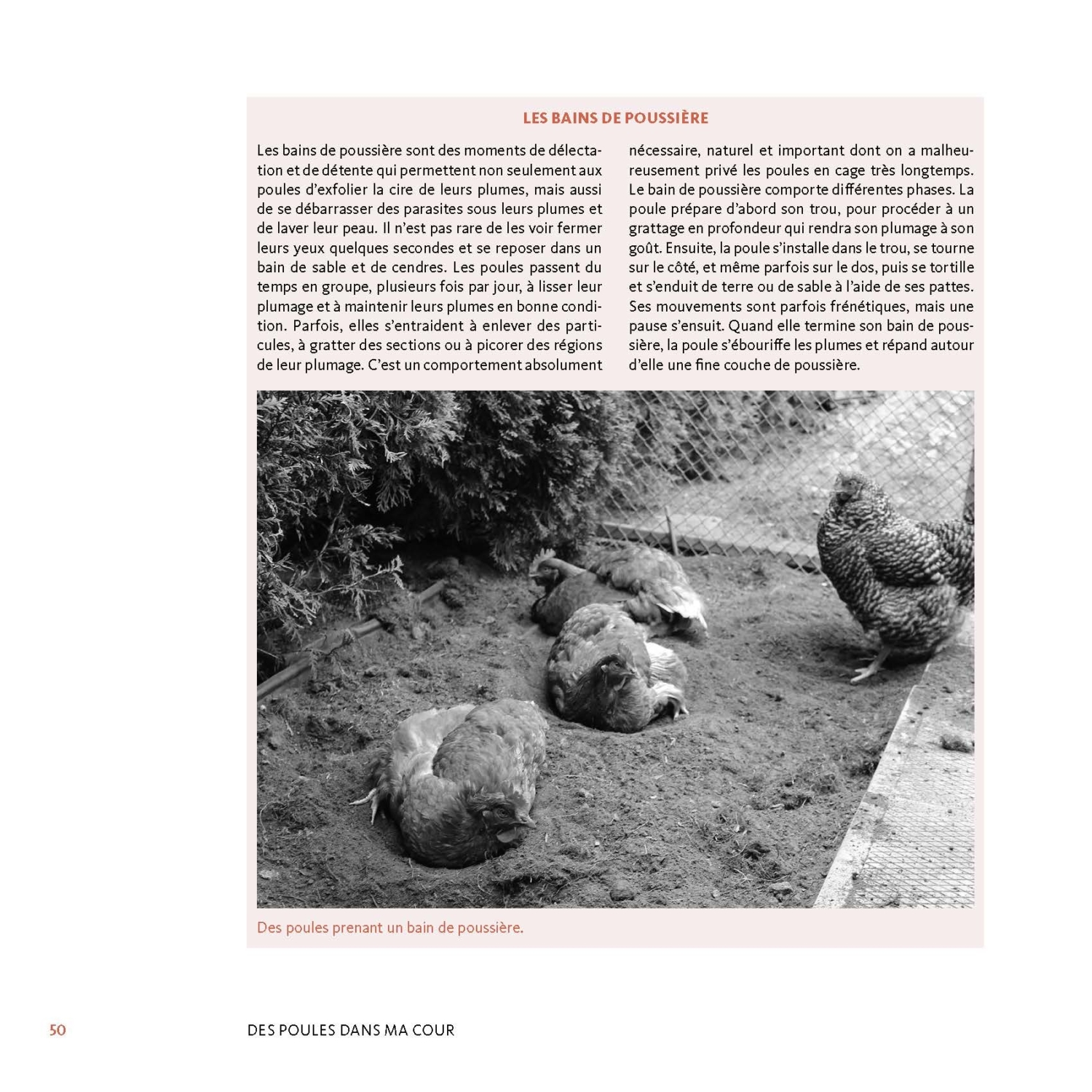 Des poules dans ma cour