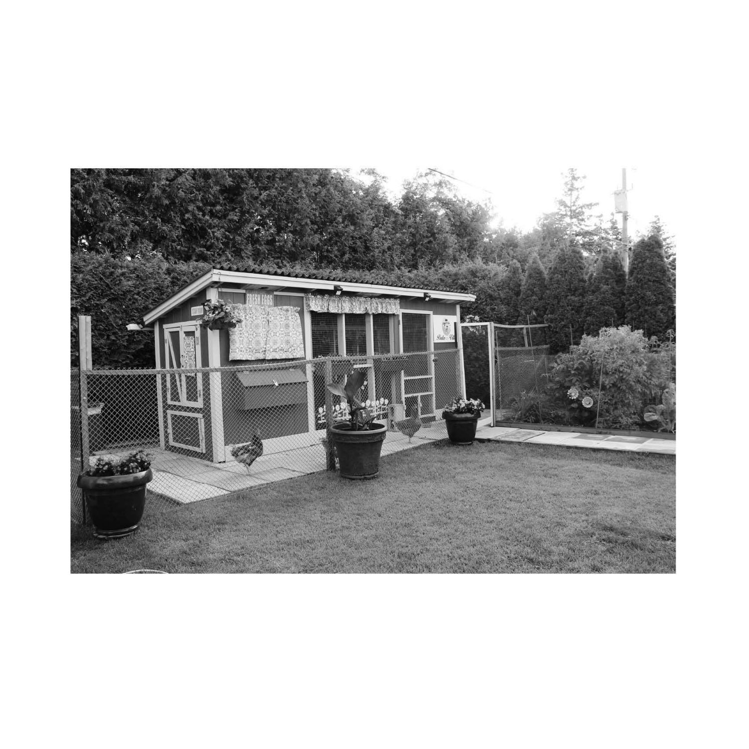 Des poules dans ma cour