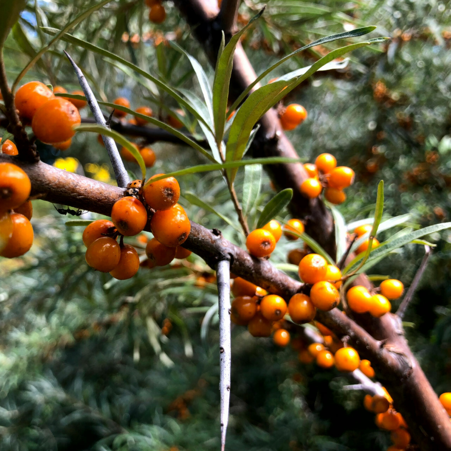 Les forêts nourricières