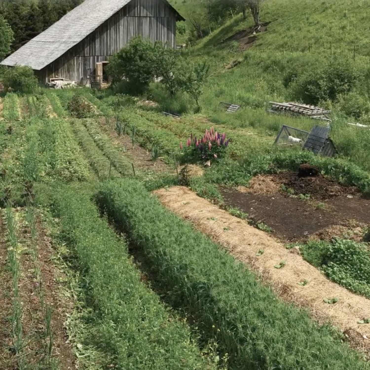 Ne pas travailler le sol et laisser le sol travailler pour nous